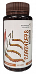 GOLDEN PHARM Kordiceps, 60 capsules